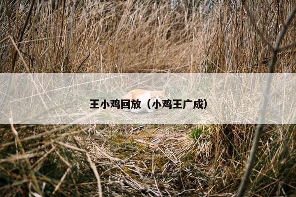 王小鸡回放（小鸡王广成）