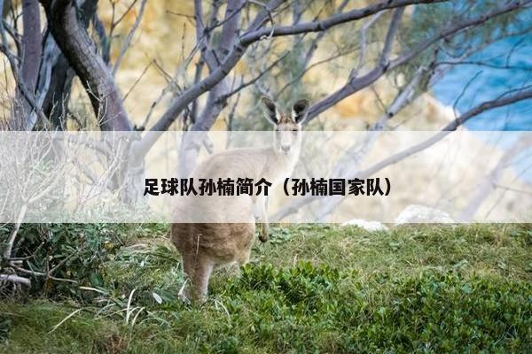 足球队孙楠简介（孙楠国家队）