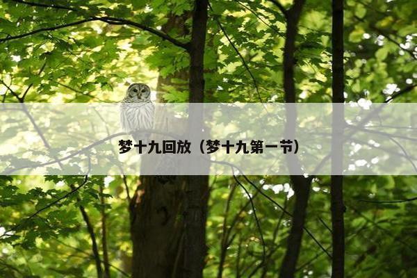 梦十九回放（梦十九第一节）