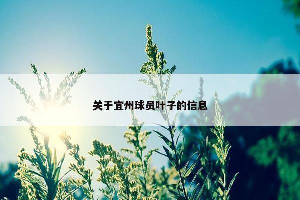 关于宜州球员叶子的信息