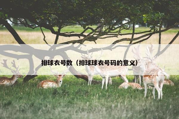 排球衣号数(排球球衣号码的意义) 排球衣号数(排球球衣号码的意义)