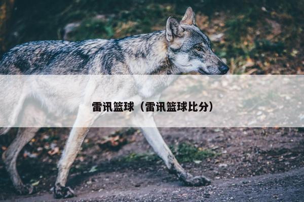雷讯篮球（雷讯篮球比分）