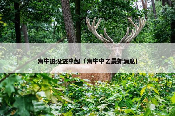 海牛进没进中超（海牛中乙最新消息）