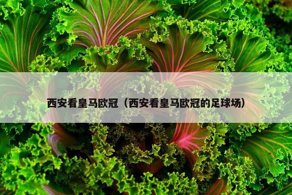 西安看皇马欧冠（西安看皇马欧冠的足球场）