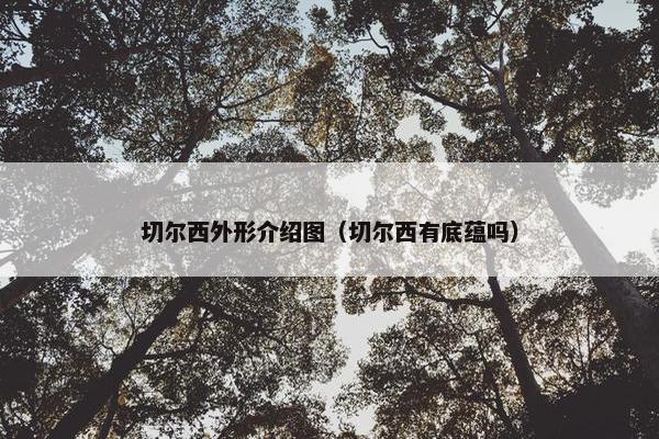 切尔西外形介绍图（切尔西有底蕴吗）